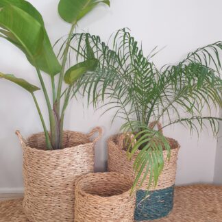 Wild banana in reed planter